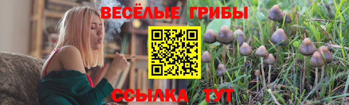 Псилоцибиновые грибы Psilocybine cubensis Красноармейск